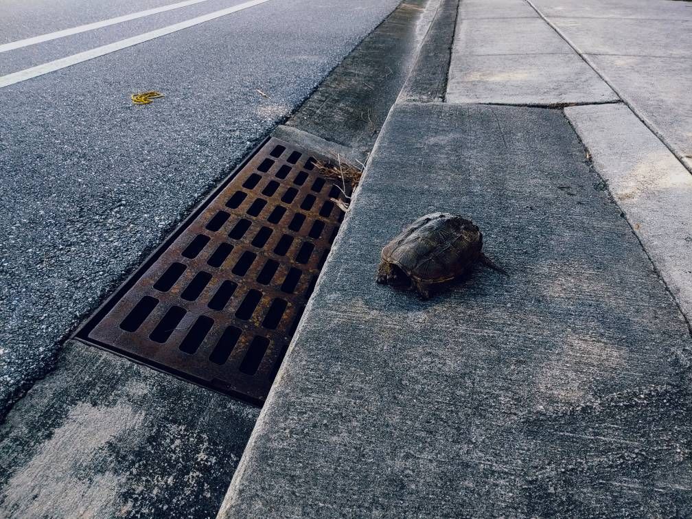Turtle Crossing Sidewalk Turtle crossing a sidewalk.